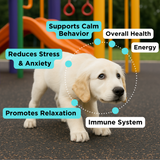 Calm & Healthy Bundle