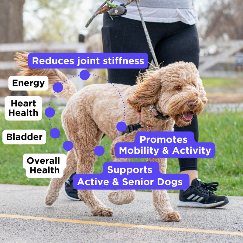 Mobility & Wellness Bundle