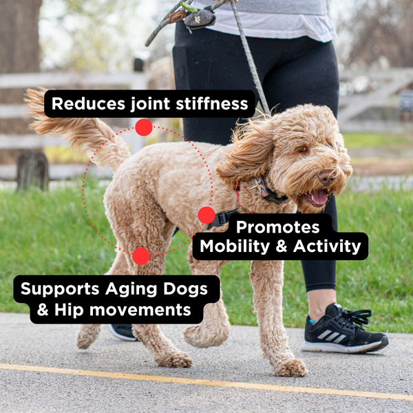Hip + Joint