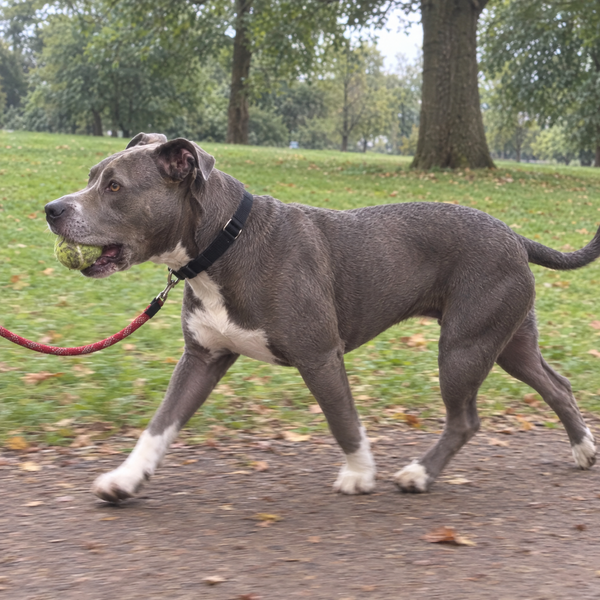 Tyler B.