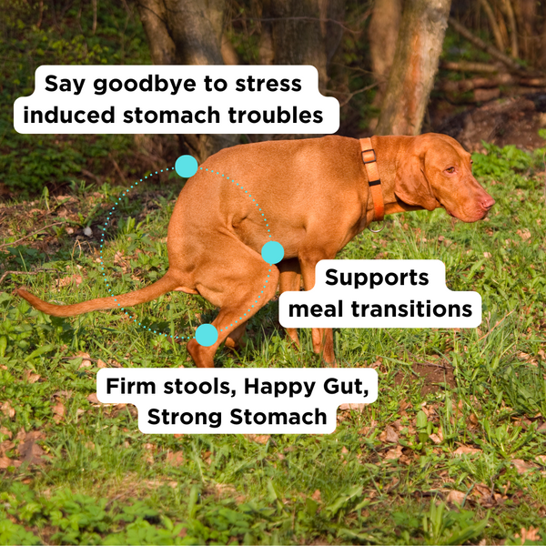 Probiotics