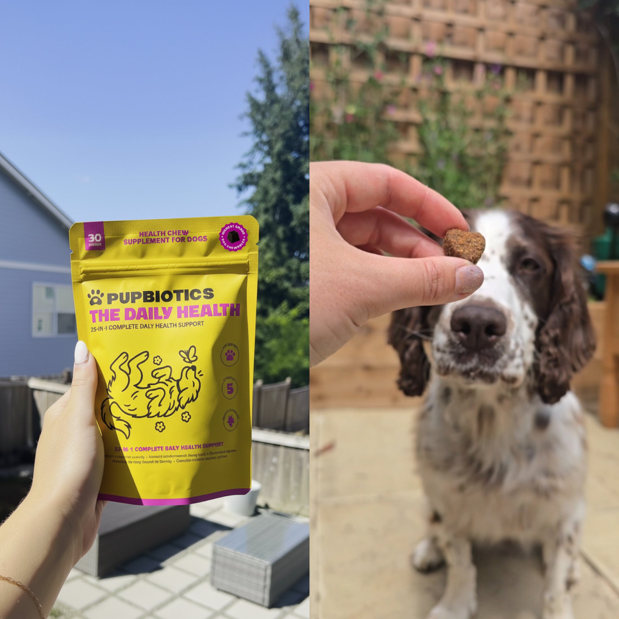Dog reaching for The Daily Health chew